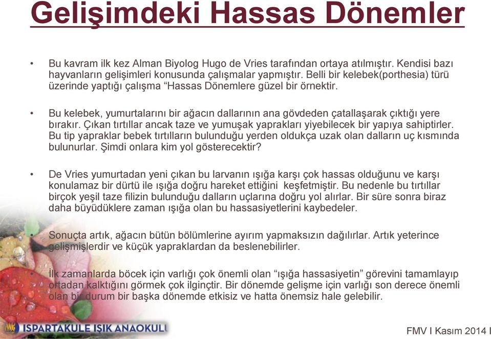 Çıkan tırtıllar ancak taze ve yumuşak yaprakları yiyebilecek bir yapıya sahiptirler. Bu tip yapraklar bebek tırtılların bulunduğu yerden oldukça uzak olan dalların uç kısmında bulunurlar.