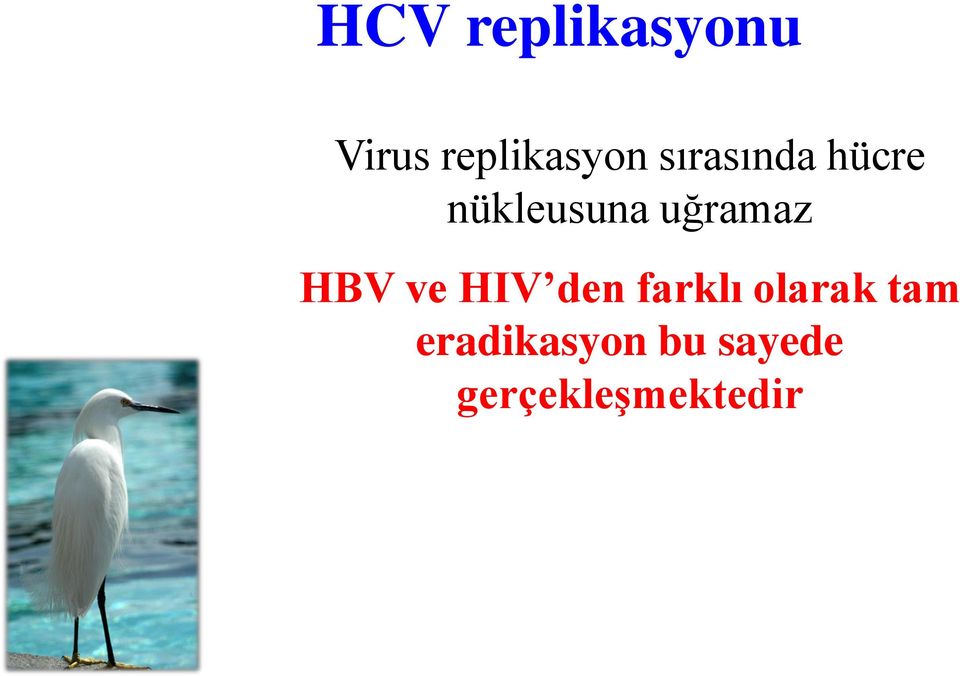 HBV ve HIV den farklı olarak tam