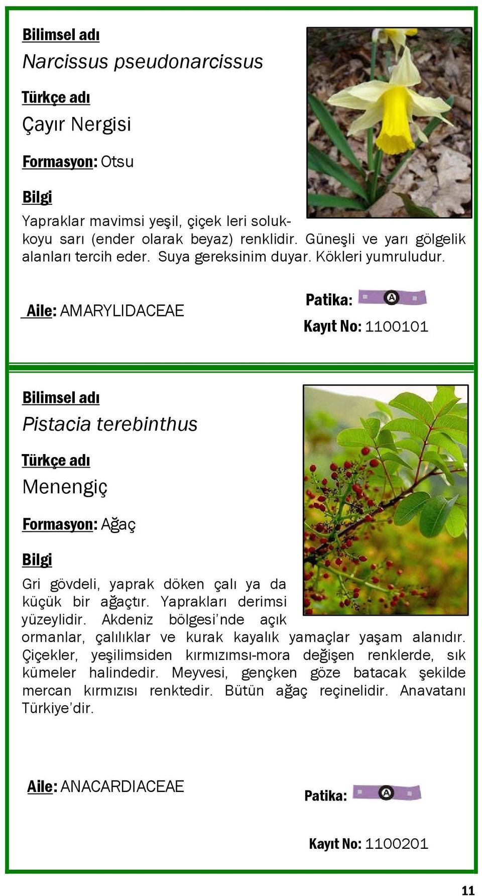 Aile: AMARYLIDACEAE Kayıt No: 1100101 Pistacia terebinthus Menengiç Formasyon: Ağaç Gri gövdeli, yaprak döken çalı ya da küçük bir ağaçtır. Yaprakları derimsi yüzeylidir.