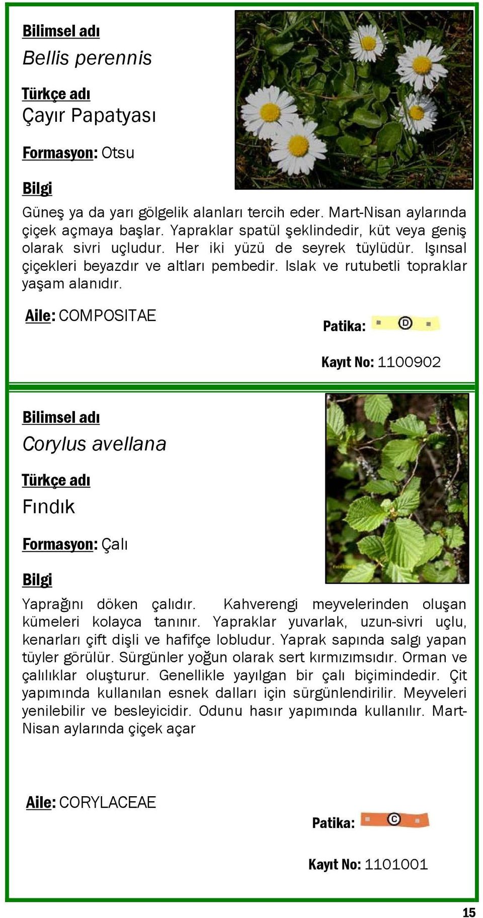 Aile: COMPOSITAE Kayıt No: 1100902 Corylus avellana Fındık Formasyon: Çalı Yaprağını döken çalıdır. Kahverengi meyvelerinden oluşan kümeleri kolayca tanınır.