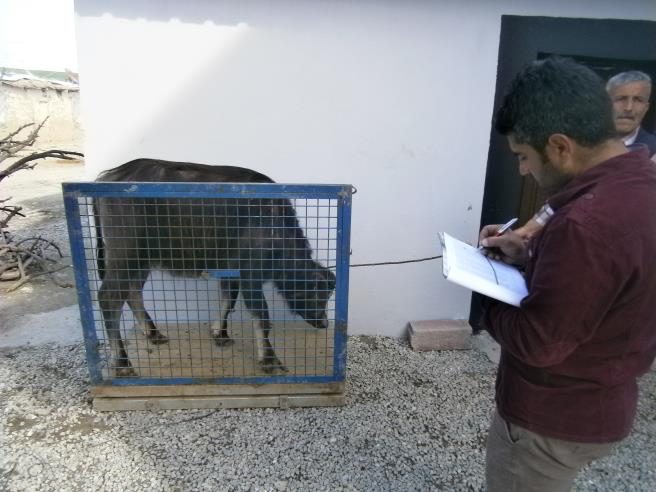 Manda Damızlık Seçimi Proje Nasıl Uygulanmakta Her yıl, verim kaydı alınamayan, iki yıl üst üste