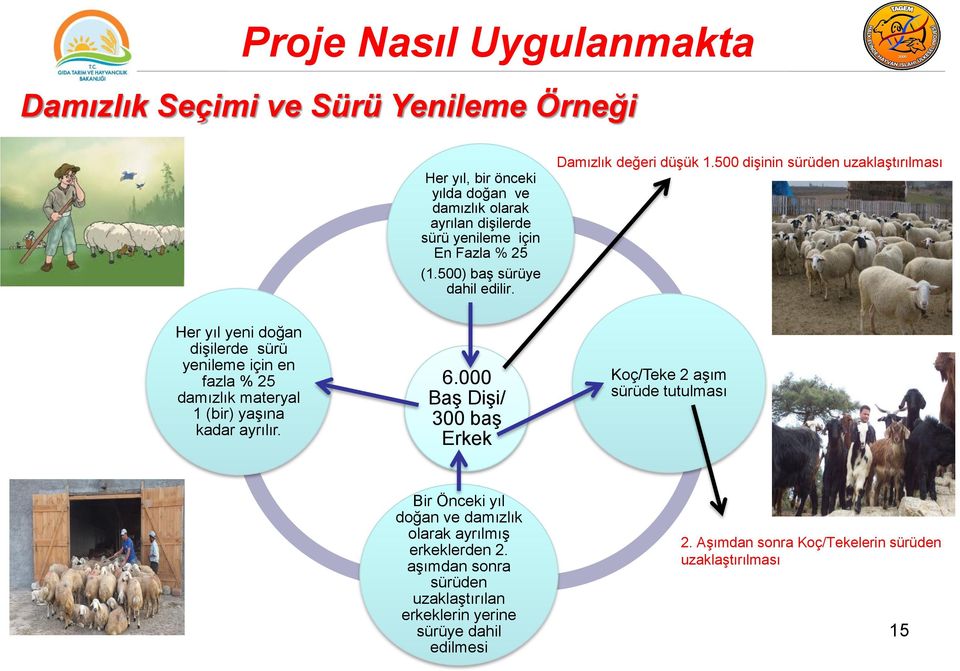 500 dişinin sürüden uzaklaştırılması Her yıl yeni doğan dişilerde sürü yenileme için en fazla % 25 damızlık materyal 1 (bir) yaşına kadar ayrılır. 6.