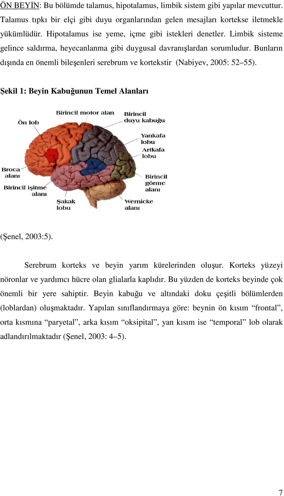 Bunların dışında en önemli bileşenleri serebrum ve kortekstir (Nabiyev, 2005: 52 55). Şekil 1: Beyin Kabuğunun Temel Alanları (Şenel, 2003:5). Serebrum korteks ve beyin yarım kürelerinden oluşur.