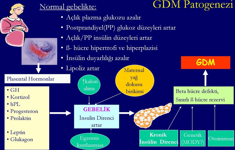 İnsülin duyarlılığı azalır Lipoliz artar kalori alımı GEBELİK İnsulin Direnci artar Egzersiz kısıtlanması Maternal yağ