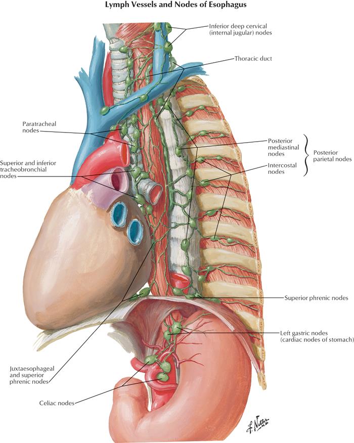 Evreleme Anatomik Değişiklikler: N Sınıflaması Bölgesel LN; - servikalden çöliağa kadar tüm paraözofageal LN - metastaztik LN larının lokalizasyonuna bakılmaksızın