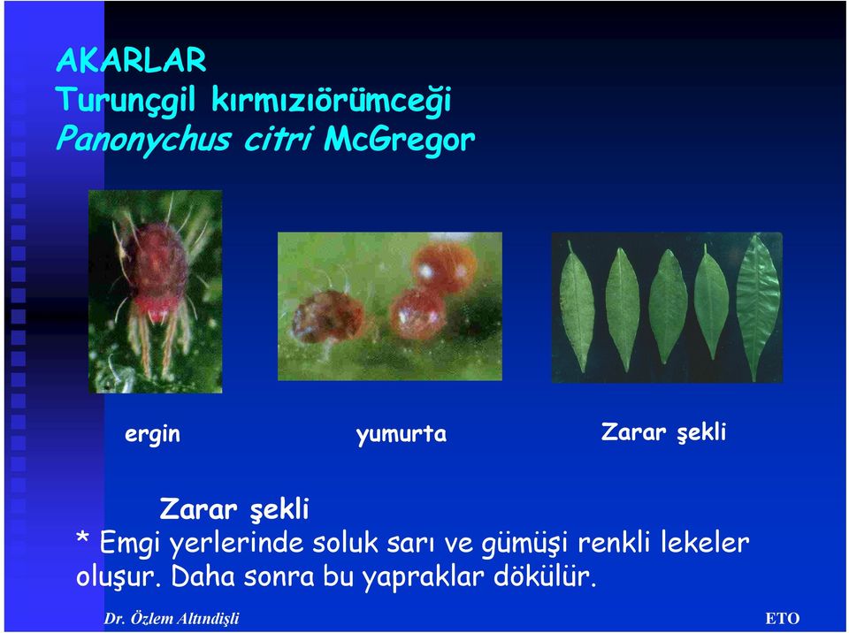 şekli * Emgi yerlerinde soluk sarı ve gümüşi