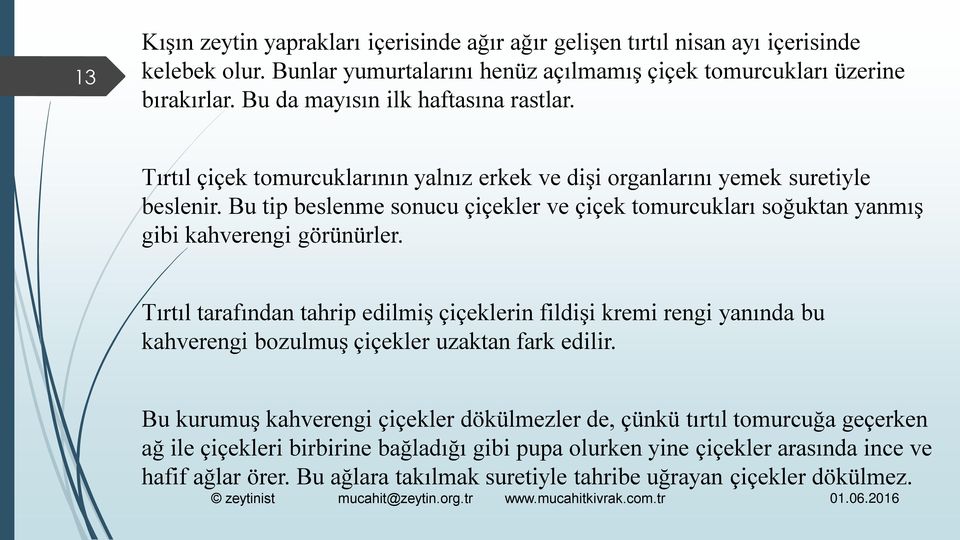 Bu tip beslenme sonucu çiçekler ve çiçek tomurcukları soğuktan yanmış gibi kahverengi görünürler.