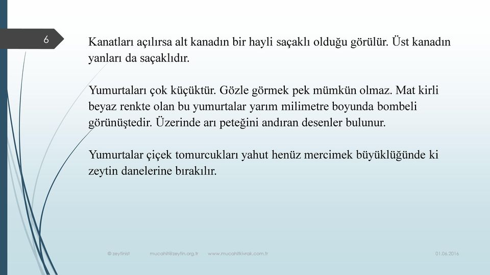 Mat kirli beyaz renkte olan bu yumurtalar yarım milimetre boyunda bombeli görünüştedir.