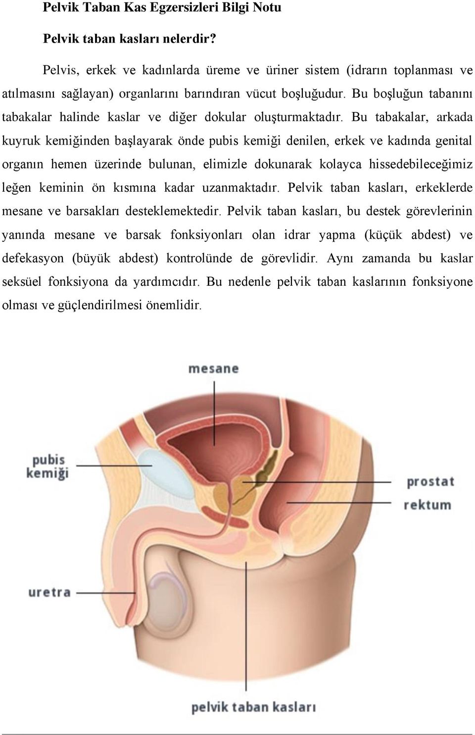 Bu boşluğun tabanını tabakalar halinde kaslar ve diğer dokular oluşturmaktadır.