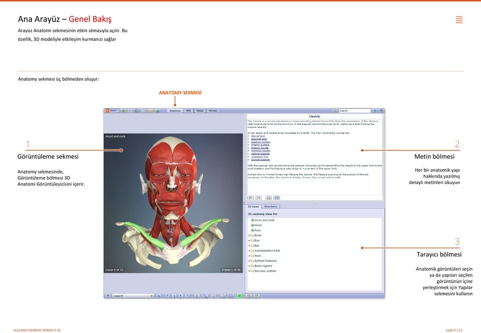 Anatomy sekmesinde, Görüntüleme bölmesi 3D Anatomi Görüntüleyicisini içerir.