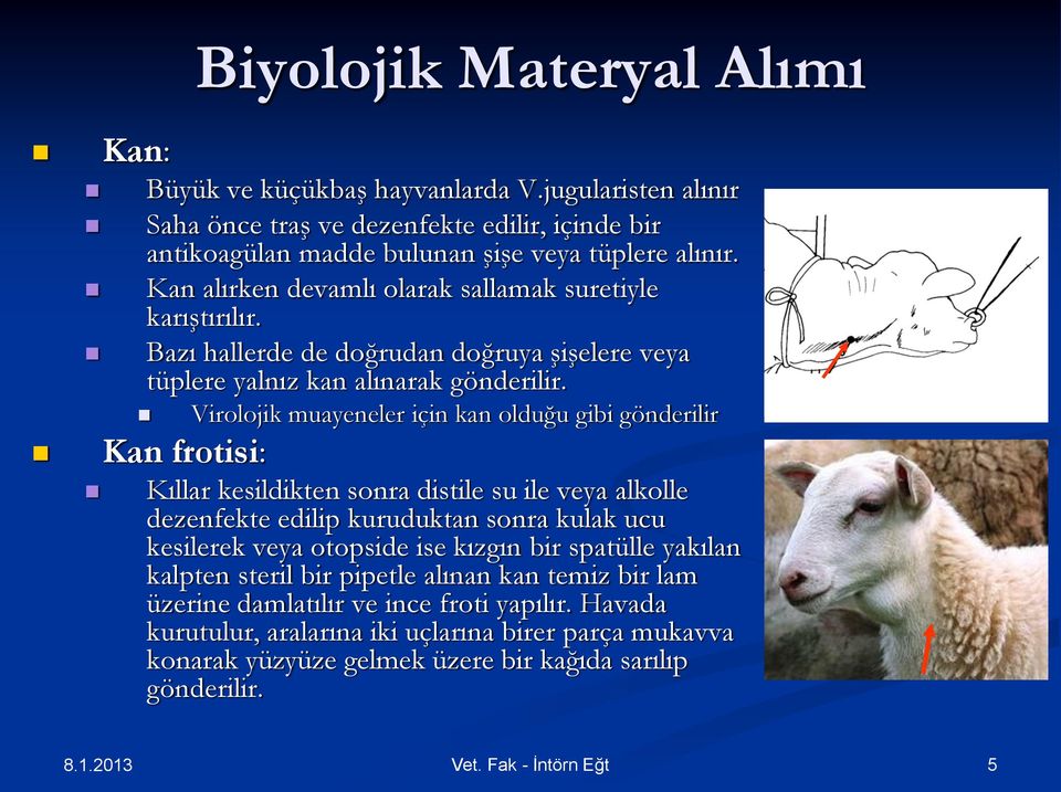 Virolojik muayeneler için kan olduğu gibi gönderilir Kan frotisi: Kıllar kesildikten sonra distile su ile veya alkolle dezenfekte edilip kuruduktan sonra kulak ucu kesilerek veya otopside ise