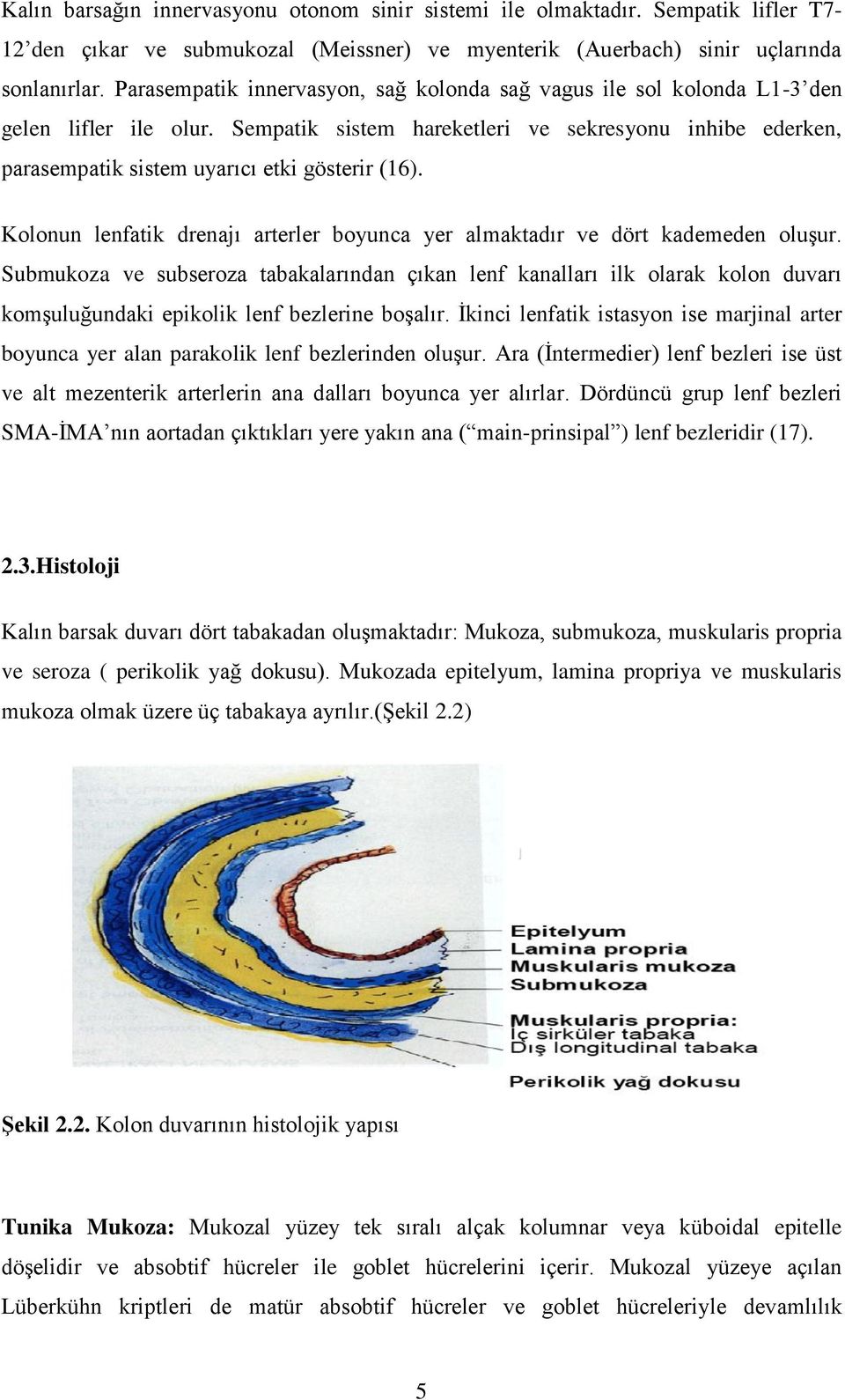 Sempatik sistem hareketleri ve sekresyonu inhibe ederken, parasempatik sistem uyarıcı etki gösterir (16). Kolonun lenfatik drenajı arterler boyunca yer almaktadır ve dört kademeden oluģur.