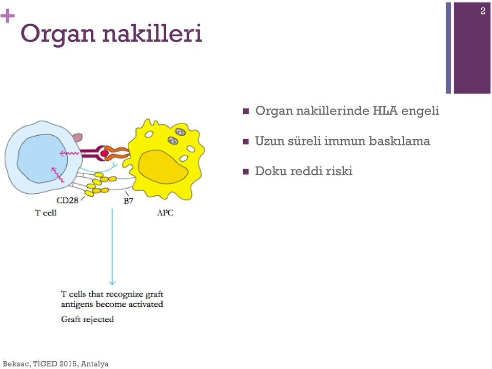 süreli immun baskılama Doku