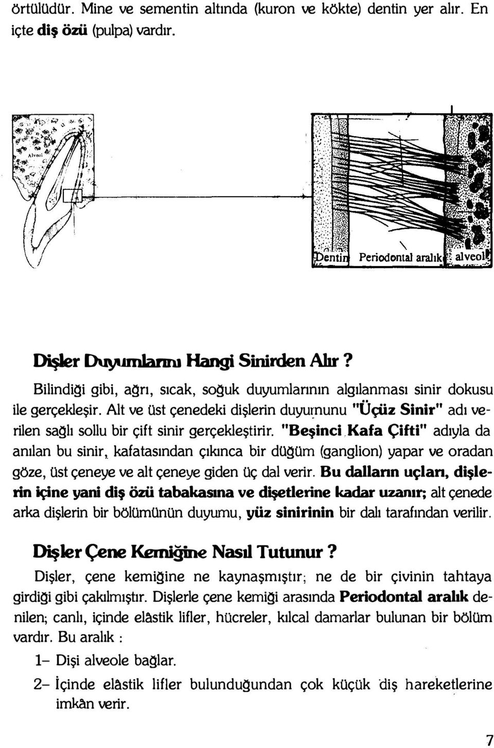 Alt ve üst çenedeki dişlerin duyuı:nunu rilen saglı sollu bir çift sinir gerçekleştirir. anılan bu sinir, kafatasından çıkınca bir dugüm (ganglion) yapar ve oradan Bu dallann uçlan.