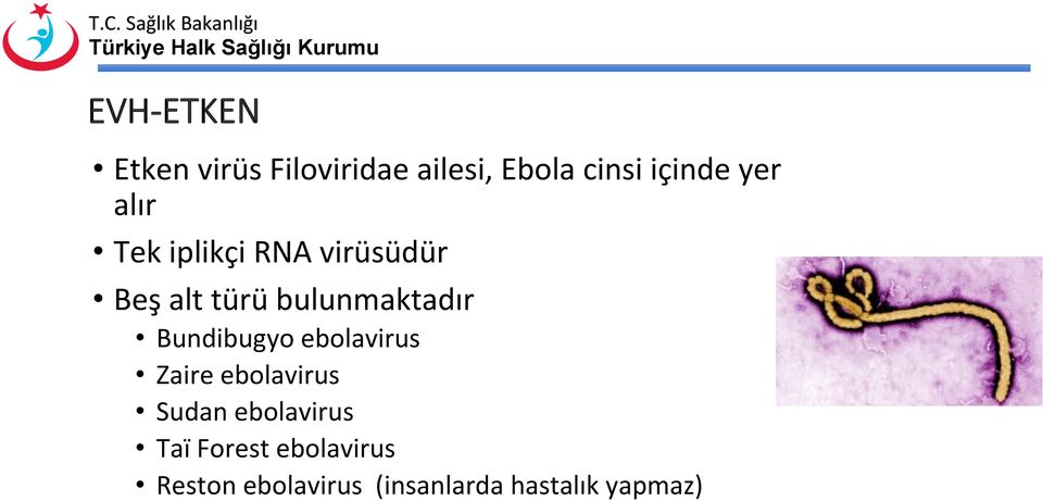 Bundibugyo ebolavirus Zaire ebolavirus Sudan ebolavirus Taï