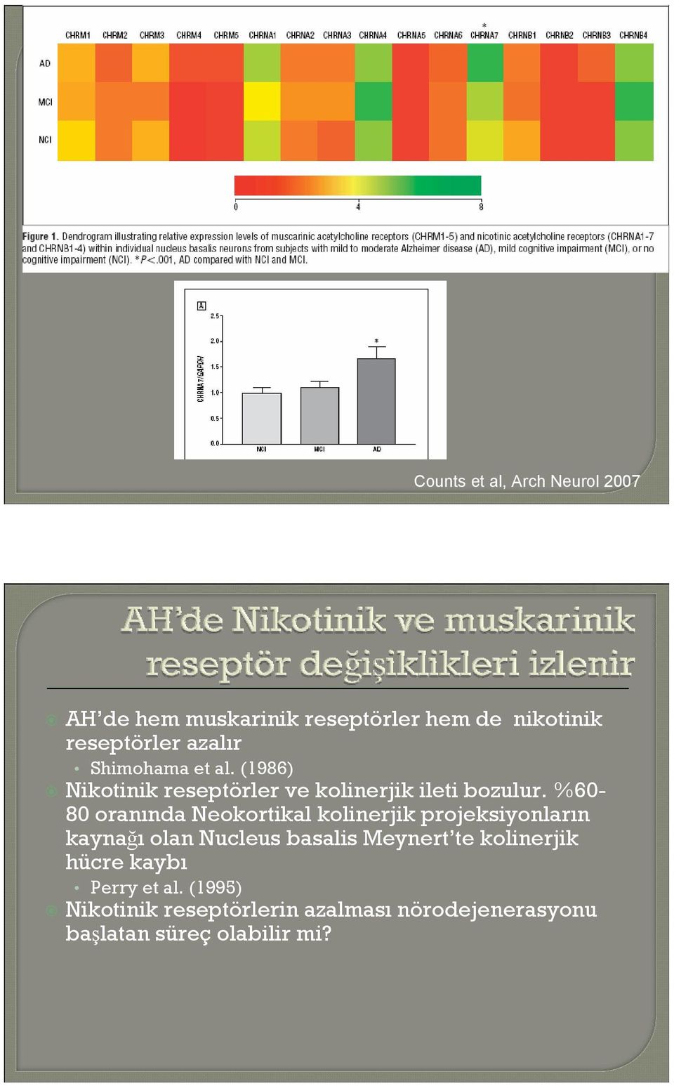 %60-80 oranında Neokortikal kolinerjik projeksiyonların kaynağı olan Nucleus basalis Meynert te