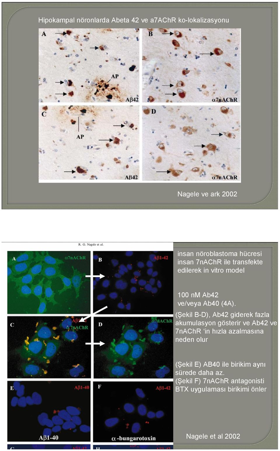 (Şekil B-D), Ab42 giderek fazla akumulasyon gösterir ve Ab42 ve 7nAChR in hızla azalmasına neden olur