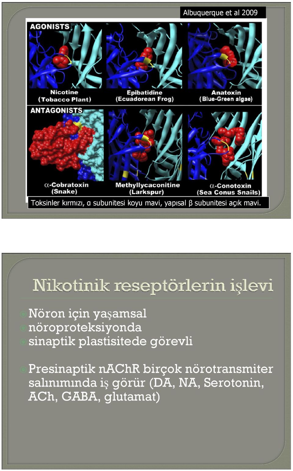 Nöron için yaşamsal nöroproteksiyonda sinaptik plastisitede