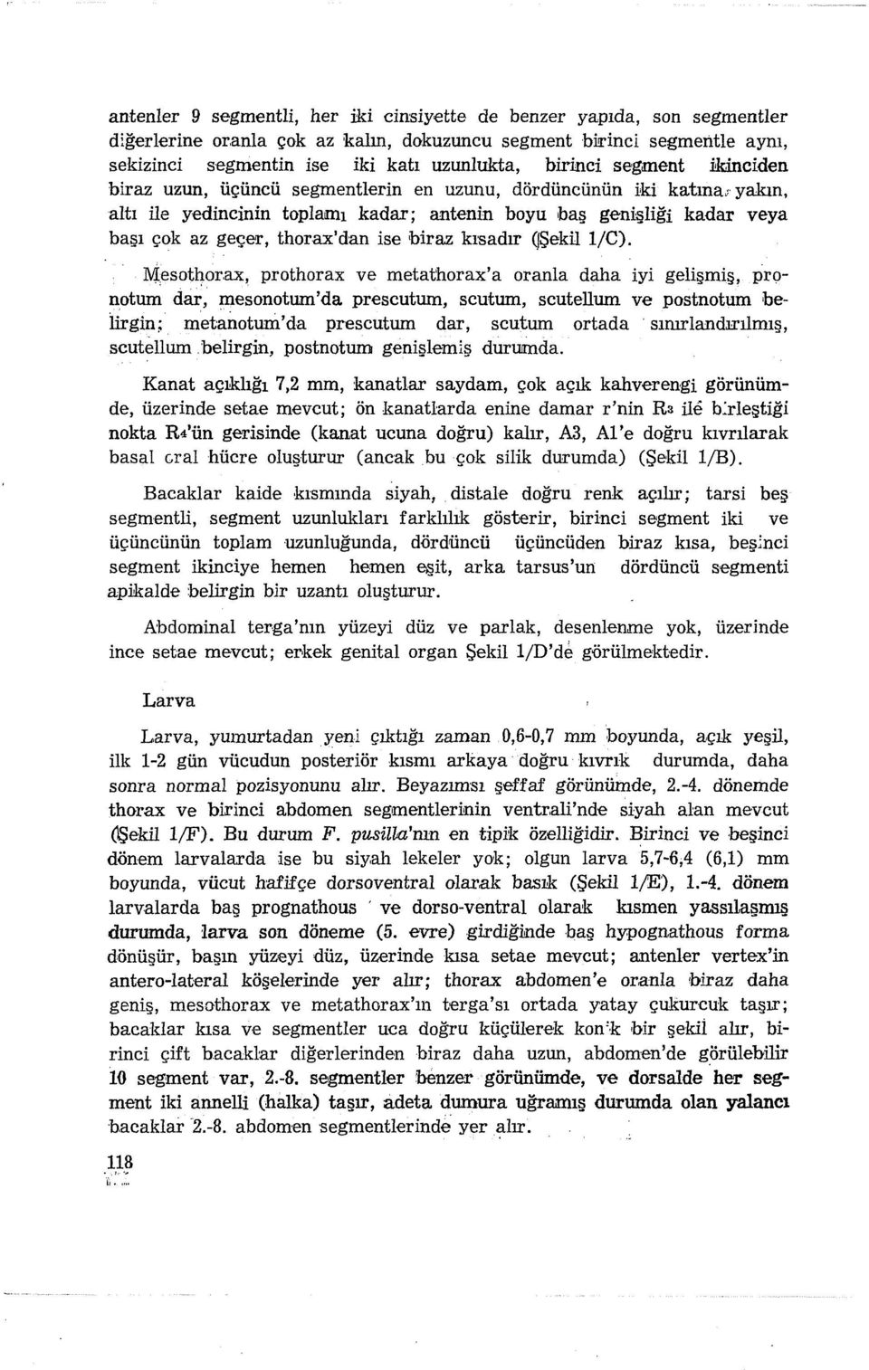 yakın, altı ile yedincinin toplamı kadar; antenin boyu baş genişliğ] kadar veya başı çok az geçer, thorax'dan ise biraz krsadır QŞekil I/C).