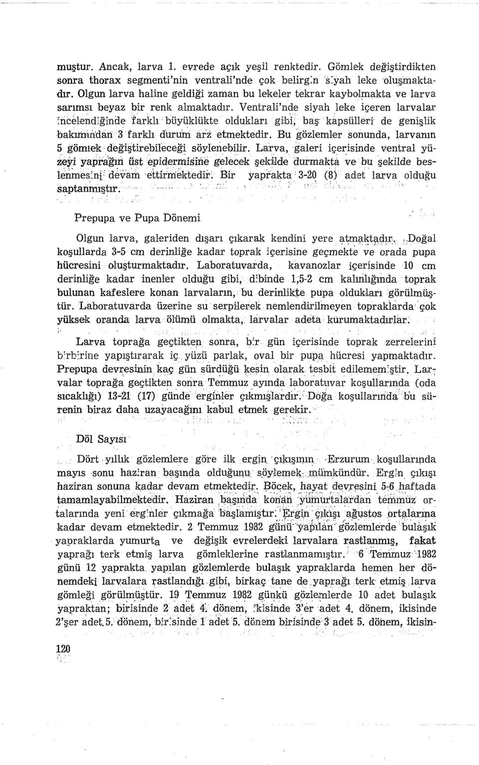 Ventrali'nde siyah leke içeren larvalar incelendiğinde farklı"büyüklükte oldukları gibi,', baş' 'kapsülleri de genişlik b akımından: 3 fark1ı durumaraetmektedır.