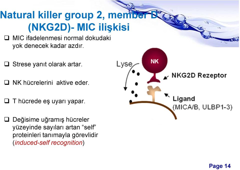 NK hücrelerini aktive eder. T hücrede eş uyarı yapar.
