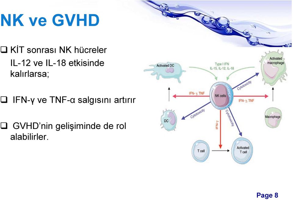 IFN-γ ve TNF-α salgısını artırır GVHD