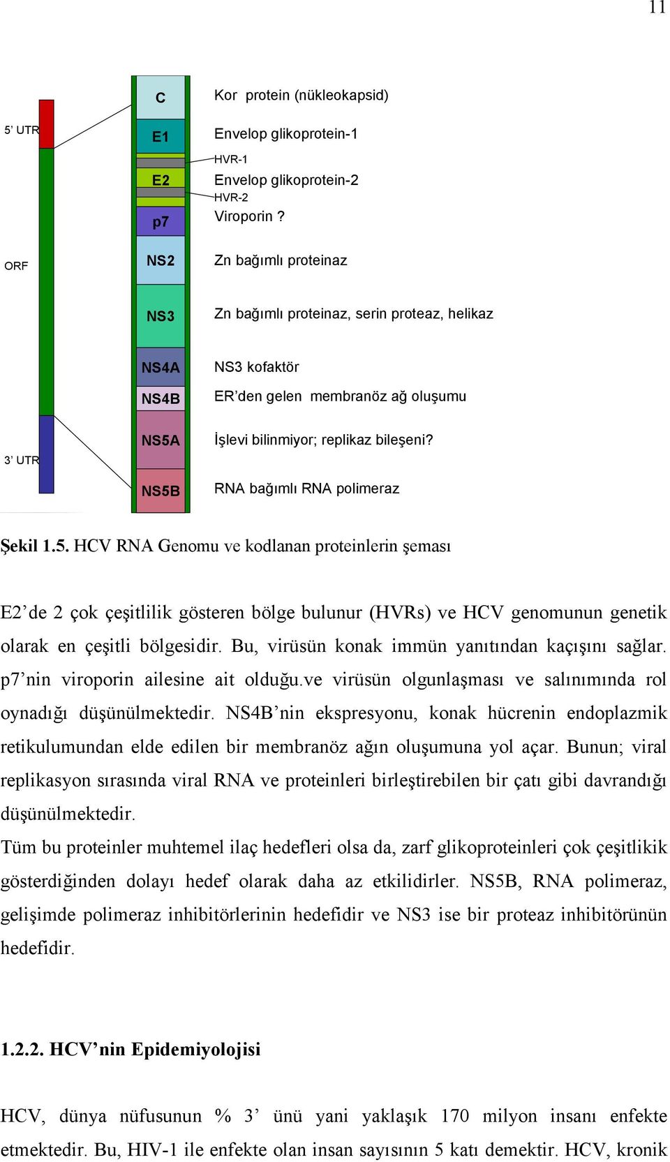 RNA bağımlı RNA polimeraz Şekil 1.5. HCV RNA Genomu ve kodlanan proteinlerin şeması E2 de 2 çok çeşitlilik gösteren bölge bulunur (HVRs) ve HCV genomunun genetik olarak en çeşitli bölgesidir.