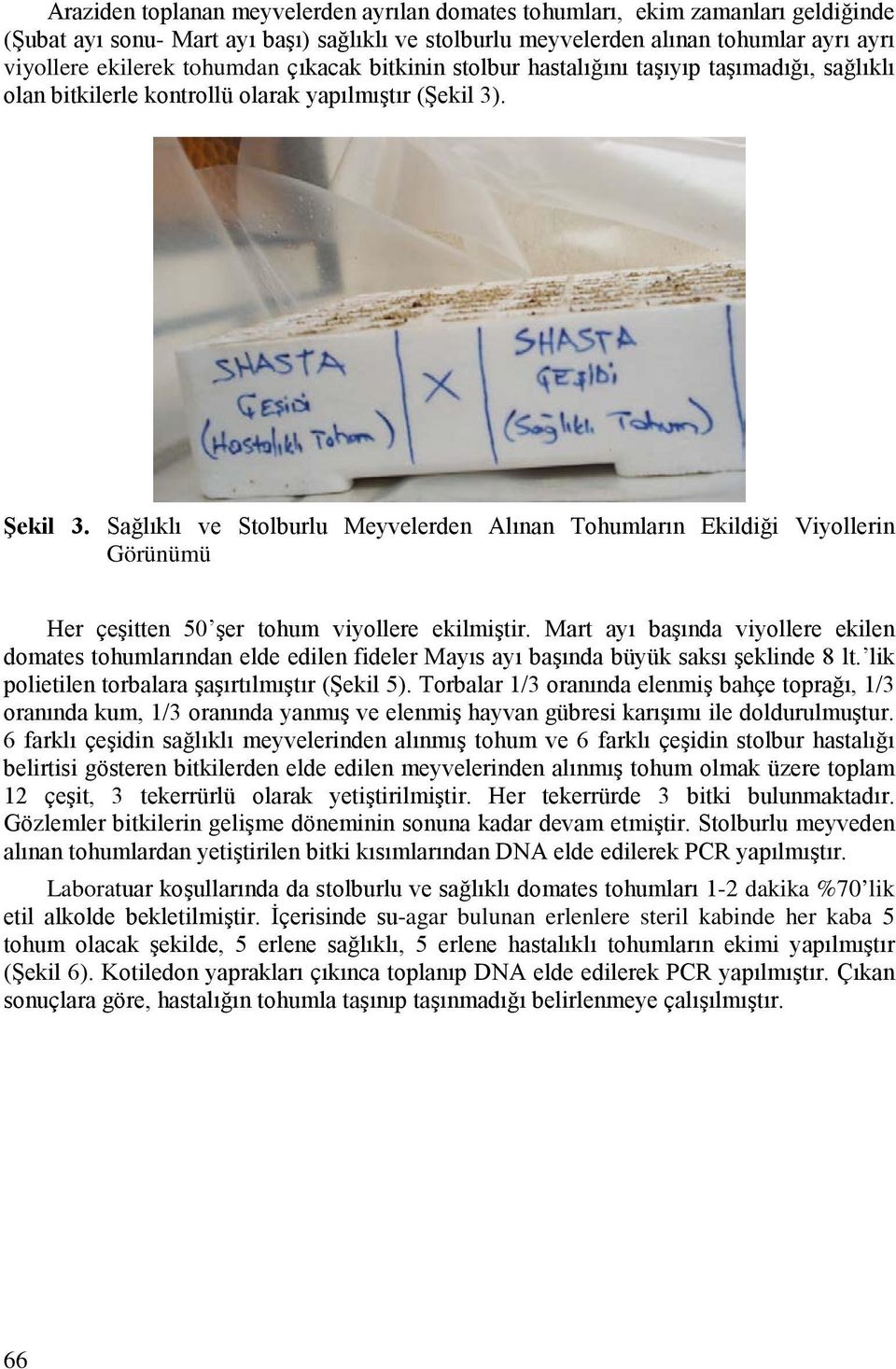 Sağlıklı ve Stolburlu Meyvelerden Alınan Tohumların Ekildiği Viyollerin Görünümü Her çeşitten 50 şer tohum viyollere ekilmiştir.