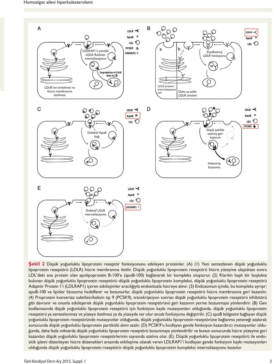 internalizasyonu Şekil 2 Düşük yoğunluklu lipoprotein reseptör fonksiyonunu etkileyen proteinler. (A) (1) Yeni sentezlenen düşük yoğunluklu lipoprotein reseptörü (LDLR) hücre membranına iletilir.