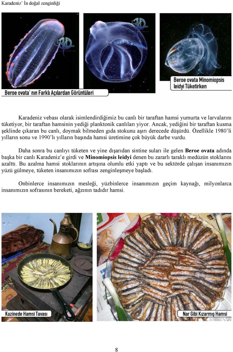 Özellikle 1980 li yılların sonu ve 1990 lı yılların başında hamsi üretimine çok büyük darbe vurdu.