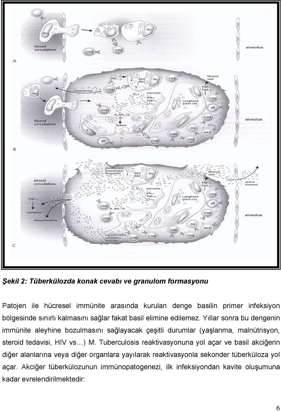 Yıllar sonra bu dengenin immünite aleyhine bozulmasını sağlayacak çeşitli durumlar (yaşlanma, malnütrisyon, steroid tedavisi, HIV vs ) M.