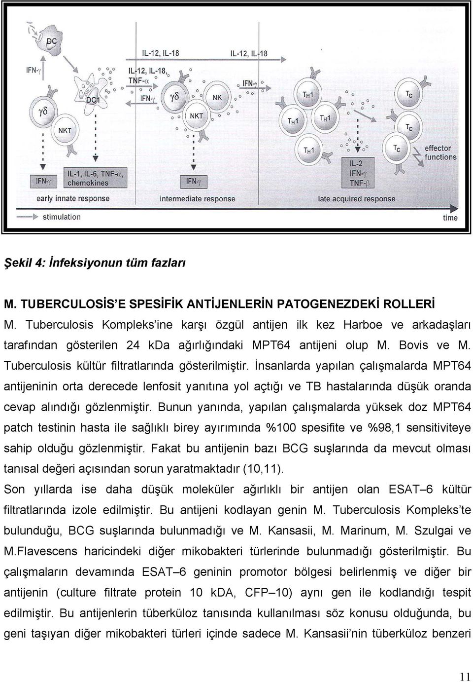 Tuberculosis kültür filtratlarında gösterilmiştir.