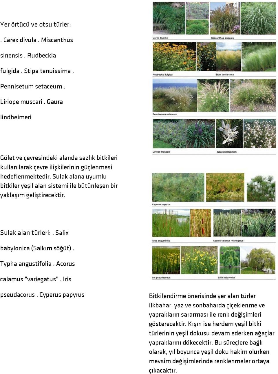 Sulak alana uyumlu bitkiler yeşil alan sistemi ile bütünleşen bir yaklaşım geliştirecektir. Sulak alan türleri:. Salix babylonica (Salkım söğüt). Typha angustifolia. Acorus calamus "variegatus".