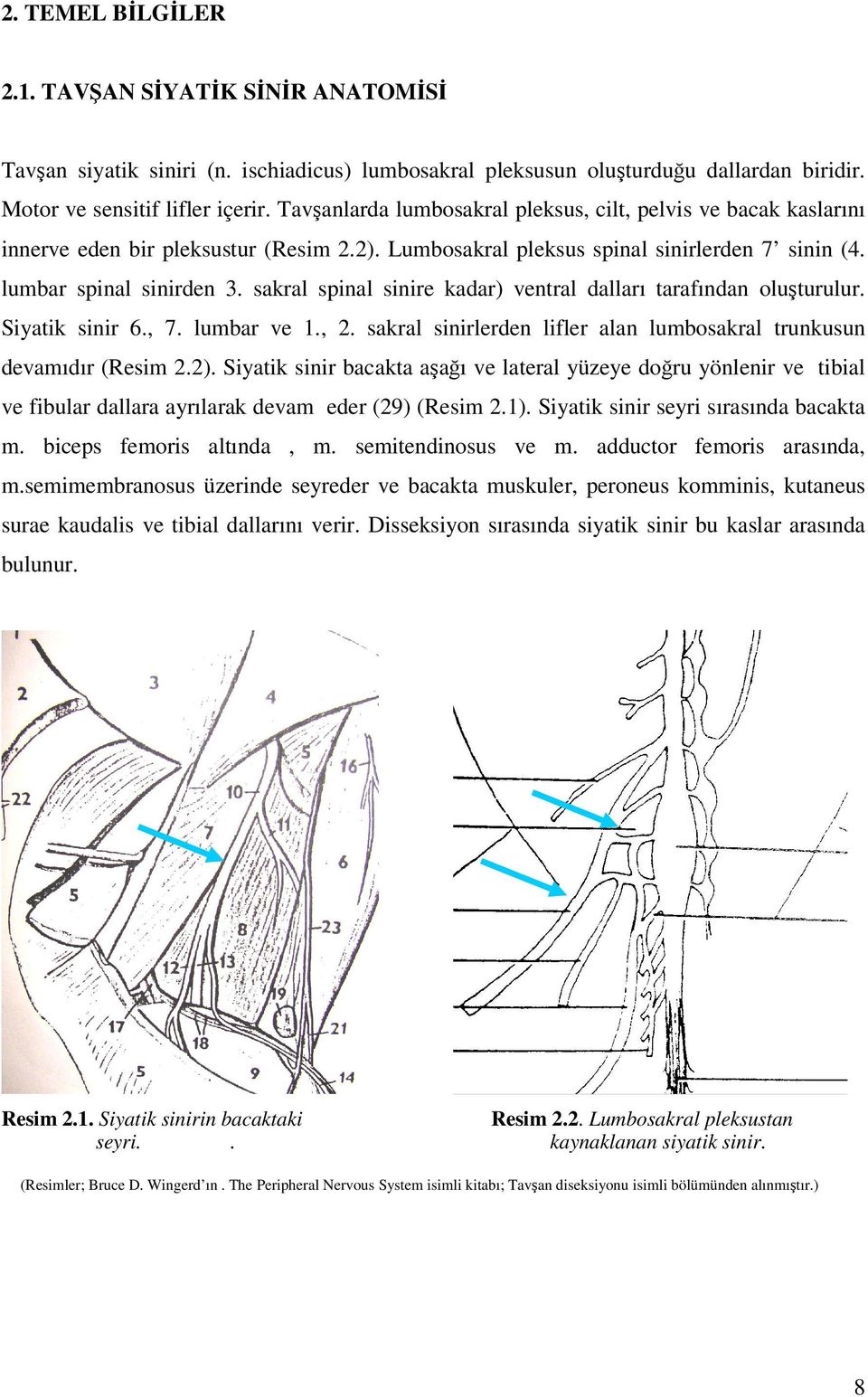 sakral spinal sinire kadar) ventral dalları tarafından oluşturulur. Siyatik sinir 6., 7. lumbar ve 1., 2. sakral sinirlerden lifler alan lumbosakral trunkusun devamıdır (Resim 2.2).