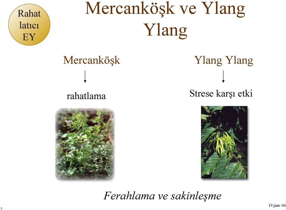 rahatlama Ylang Ylang Strese