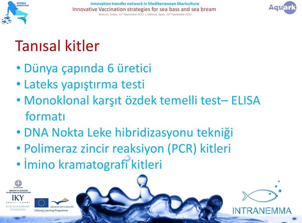 ELISA formatı DNA Nokta Leke hibridizasyonu tekniği