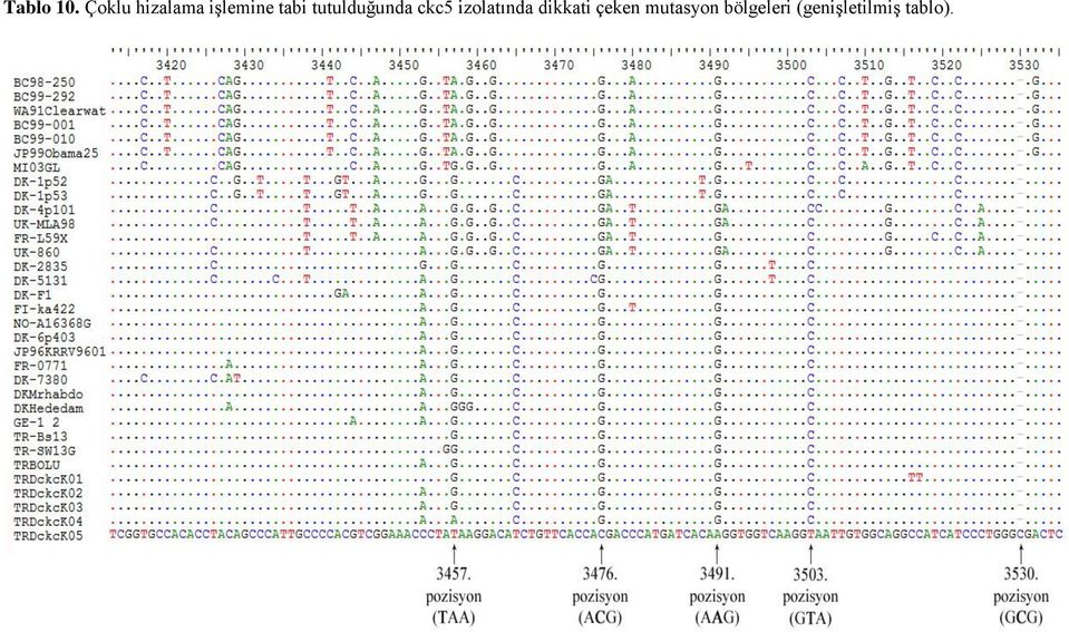 tutulduğunda ckc5 izolatında