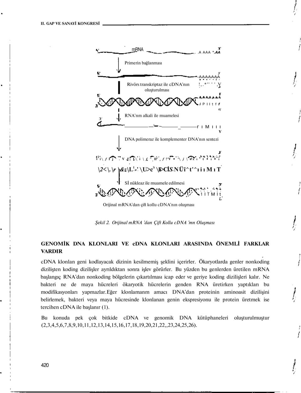 t \li>cis NÜî^t'^ı i ı M ı T Sİ nükleaz ile muamele edilmesi Orijinal mrna'dan çift kollu cdna'nın oluşması I I I I 1 I T M I t r,' Şekil 2.
