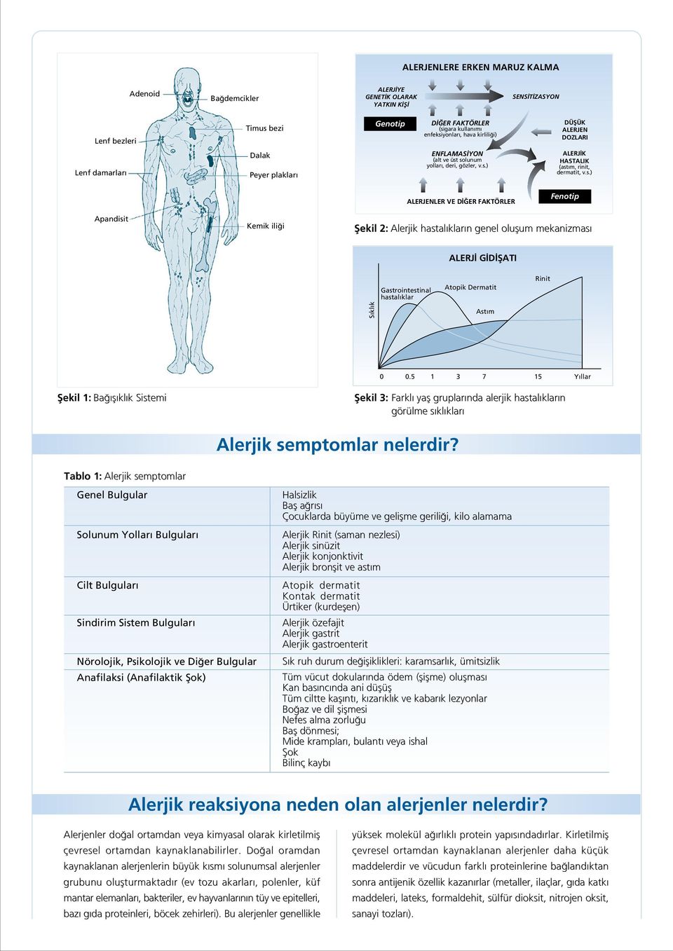 solunum yollar, deri, gözler, v.s.) ALERJ K HASTALIK (ast m, rinit, dermatit, v.s.) ALERJENLER VE D ER FAKTÖRLER Fenotip Apandisit Kemik ili i fiekil 2: Alerjik hastal klar n genel oluflum mekanizmas