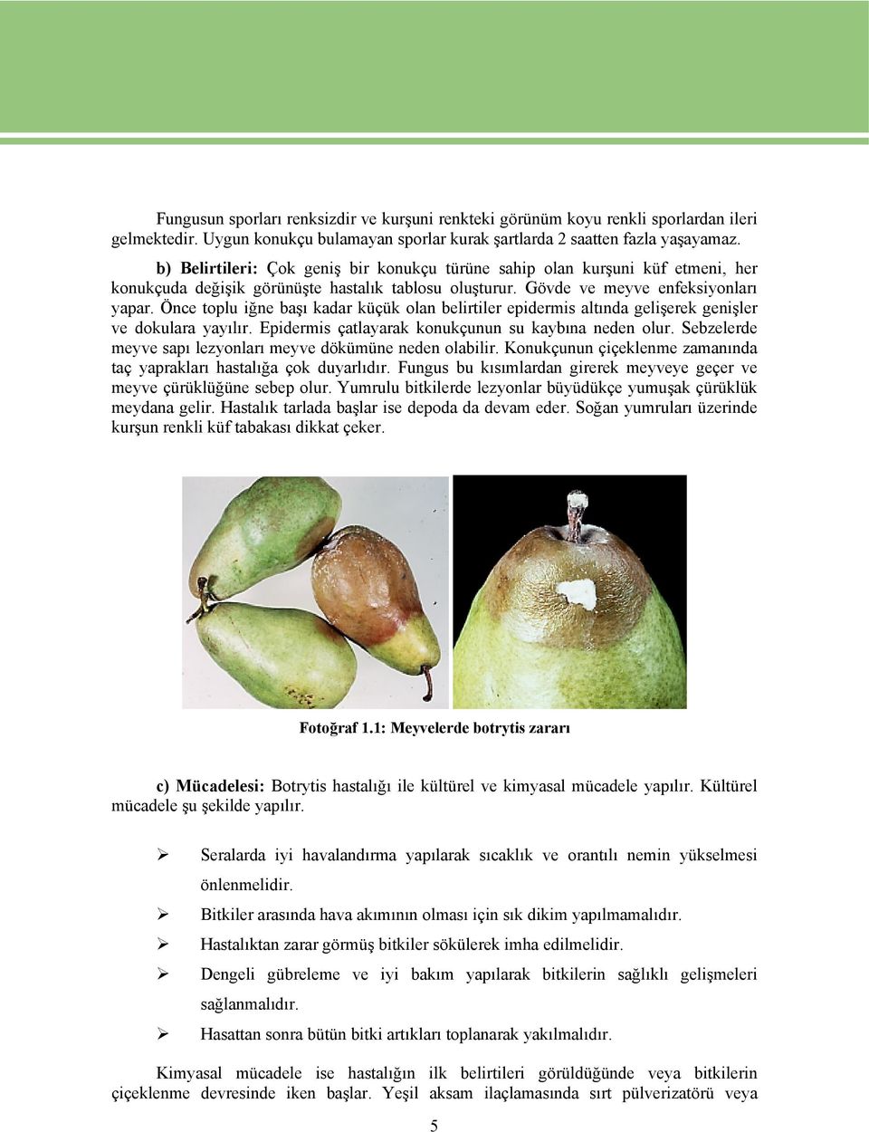 Önce toplu iğne başı kadar küçük olan belirtiler epidermis altında gelişerek genişler ve dokulara yayılır. Epidermis çatlayarak konukçunun su kaybına neden olur.