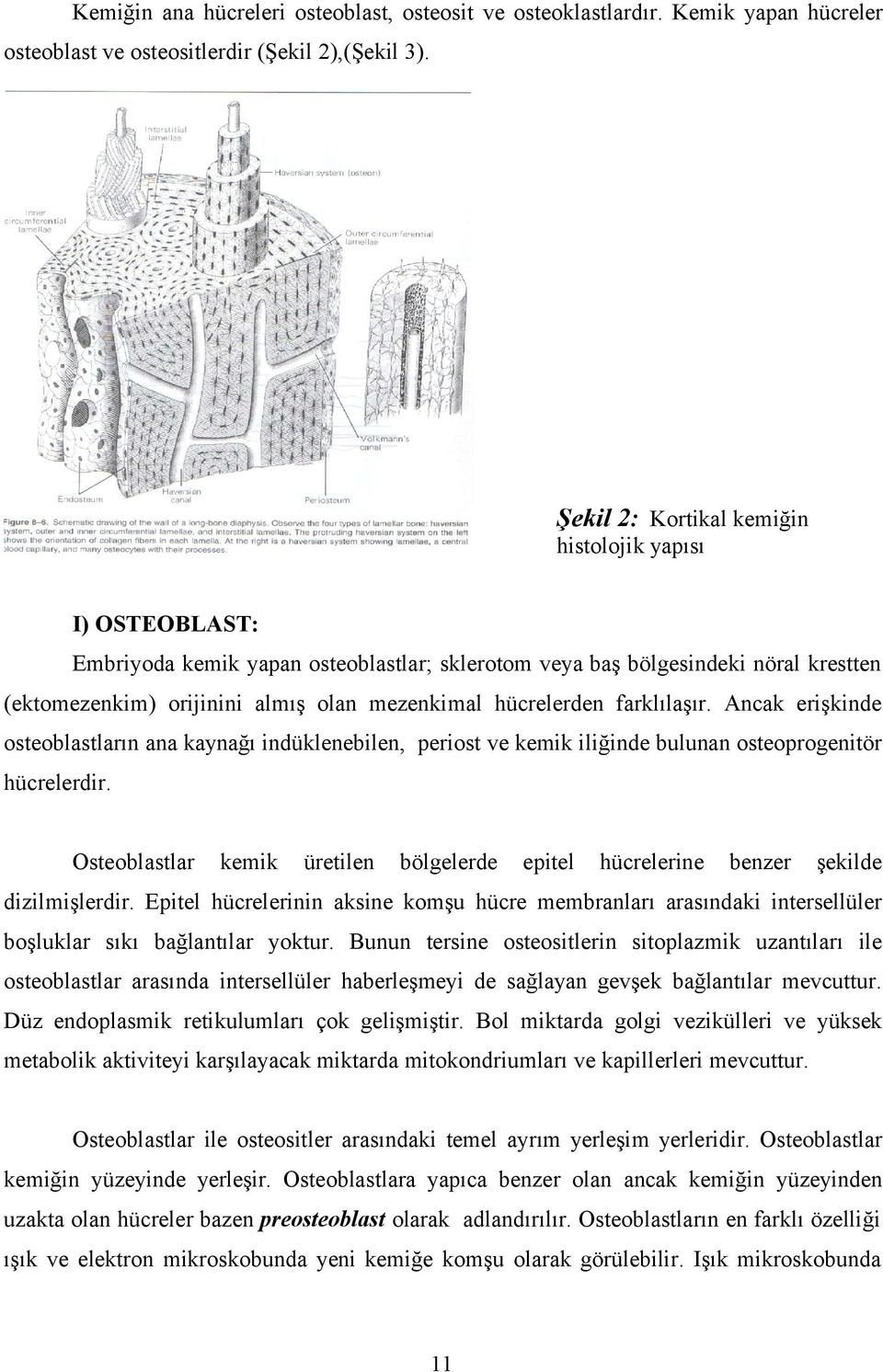 hücrelerden farklılaşır. Ancak erişkinde osteoblastların ana kaynağı indüklenebilen, periost ve kemik iliğinde bulunan osteoprogenitör hücrelerdir.