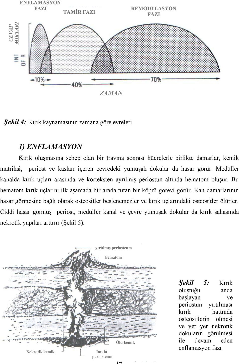 Bu hematom kırık uçlarını ilk aşamada bir arada tutan bir köprü görevi görür. Kan damarlarının hasar görmesine bağlı olarak osteositler beslenemezler ve kırık uçlarındaki osteositler ölürler.