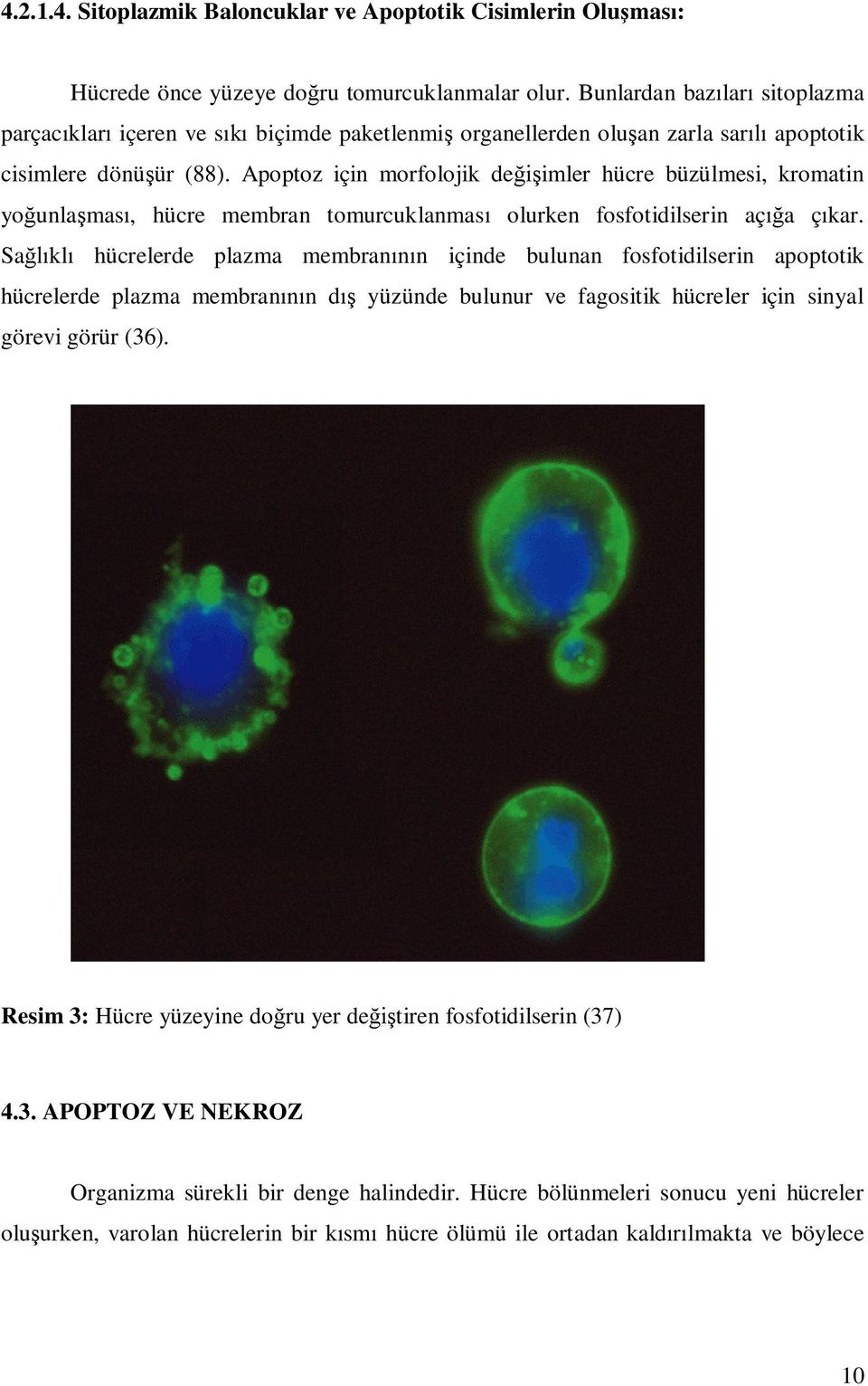 Apoptoz için morfolojik değişimler hücre büzülmesi, kromatin yoğunlaşması, hücre membran tomurcuklanması olurken fosfotidilserin açığa çıkar.