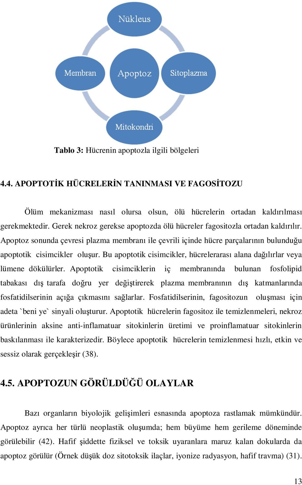 Bu apoptotik cisimcikler, hücrelerarası alana dağılırlar veya lümene dökülürler.