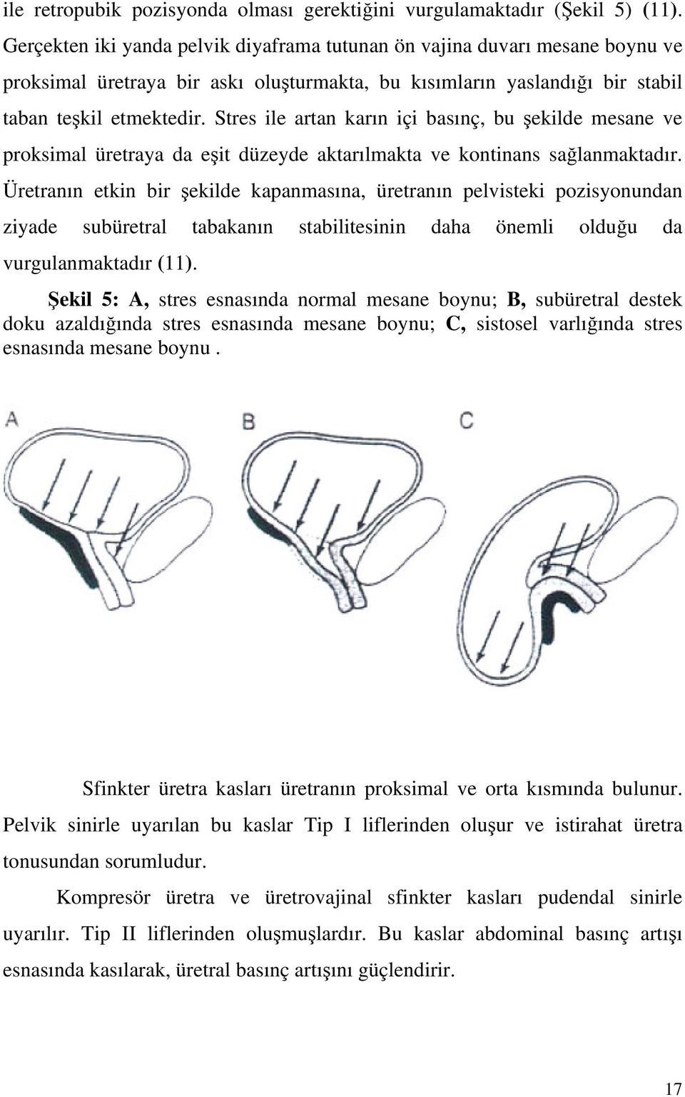 Stres ile artan karın içi basınç, bu ekilde mesane ve proksimal üretraya da eit düzeyde aktarılmakta ve kontinans salanmaktadır.