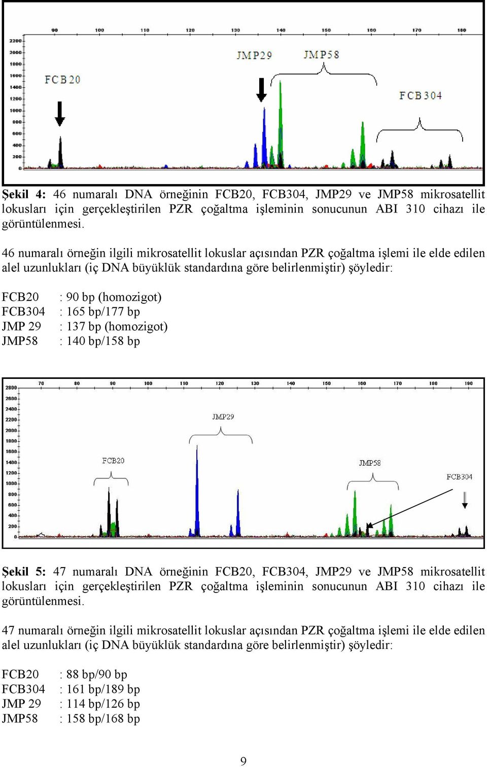 : 90 bp (homozigot) : 165 bp/177 bp : 137 bp (homozigot) : 140 bp/158 bp Şekil 5: 47 numaralı DNA örneğinin FCB20, FCB304, JMP29 ve JMP58 mikrosatellit lokusları için gerçekleştirilen PZR çoğaltma
