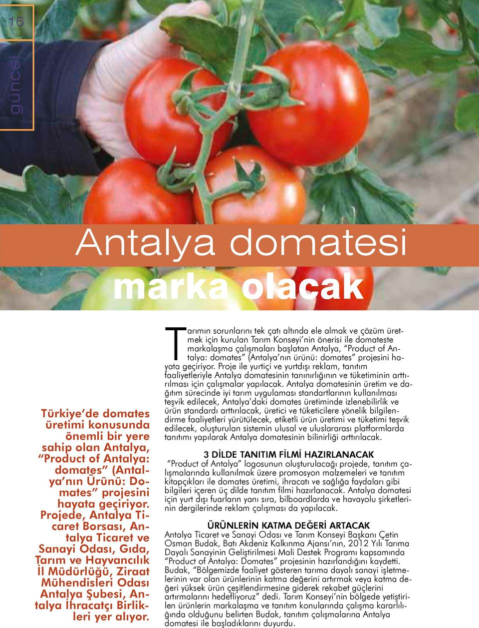 Tarımın sorunlarını tek çatı altında ele almak ve çözüm üretmek için kurulan Tarım Konseyi nin önerisi ile domateste markalaşma çalışmaları başlatan Antalya, Product of Antalya: domates (Antalya nın
