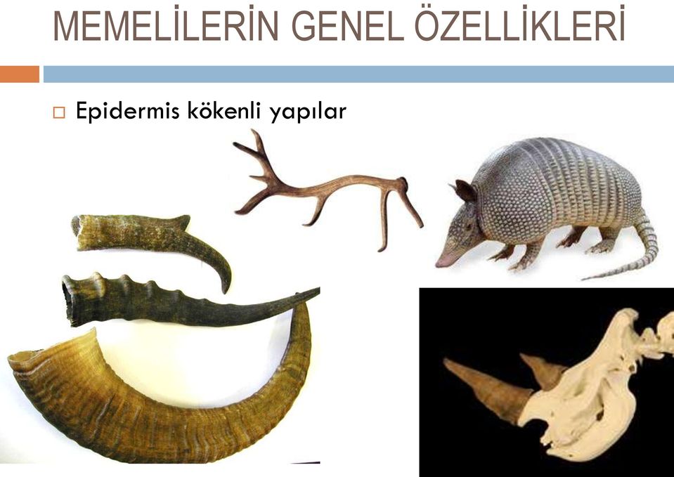 yapılar