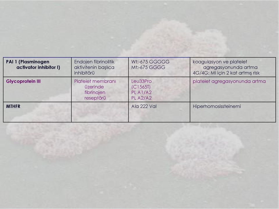 GGGG Leu33Pro (C1565T) PL A1/A2 PL A2/A2 koagulasyon ve platelet agregasyonunda artma