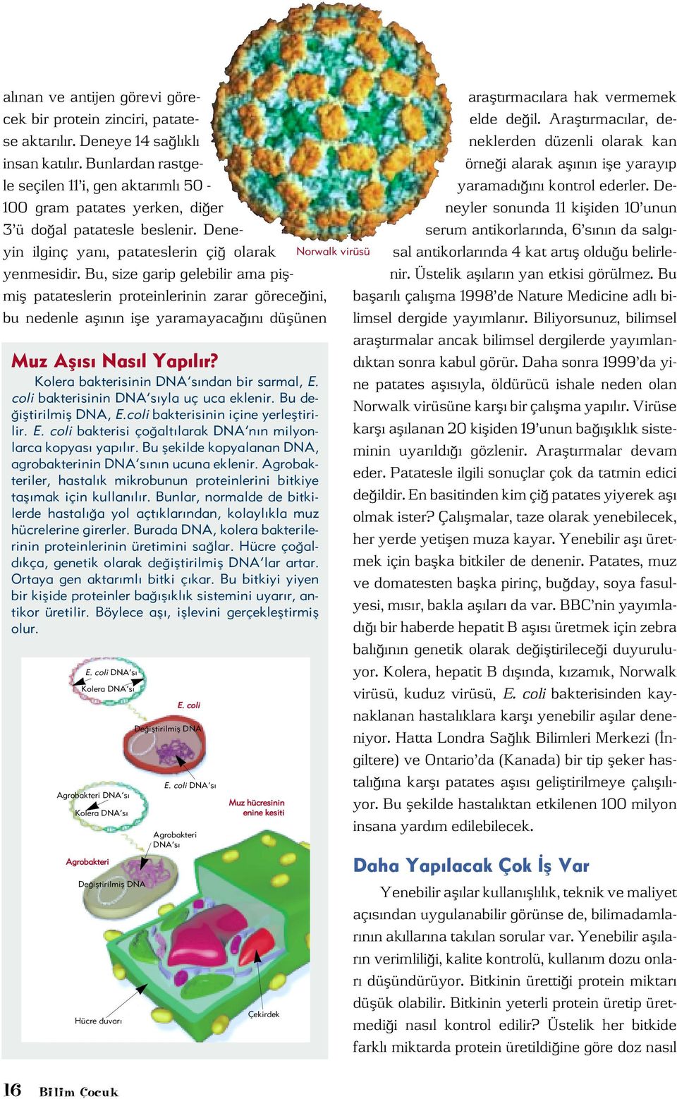 Bu, size garip gelebilir ama piflmifl patateslerin proteinlerinin zarar görece ini, bu nedenle afl n n ifle yaramayaca n düflünen Muz Afl s Nas l Yap l r Kolera bakterisinin DNA s ndan bir sarmal, E.